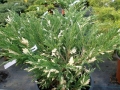 juniperus_andorra_variegata3