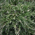 juniperus_andorra_variegata4