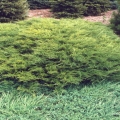 juniperus_arcadia1