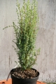 juniperus_arnold3