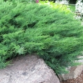 juniperus_blaue_donau