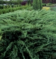 juniperus_blaue_donaube1