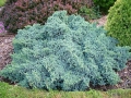 juniperus_blue-star1