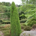 juniperus_compressa2