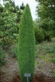 juniperus_compressa3