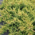juniperus_conferta_all_gold-1