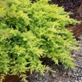 juniperus_conferta_all_gold-4