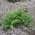 juniperus_conferta_all_gold-5