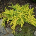 juniperus_conferta_all_gold