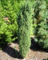 juniperus_constance_franklin2