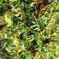 juniperus_constance_franklin3