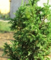 juniperus_constance_franklin4