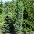 juniperus_constance_franklin5