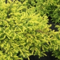 juniperus_depressaaurea2