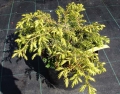 juniperus_depressaaurea3