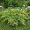 juniperus_gold_kissen1