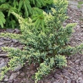 juniperus_gold_tip1