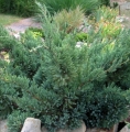 juniperus_gold_tip4