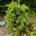 juniperus_golden_saucer2