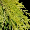 juniperus_golden_saucer3