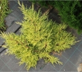 juniperus_golden_saucer4
