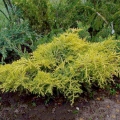 juniperus_golden_saucer