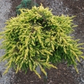 juniperus_goldschatz2