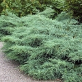 juniperus_greyowl1
