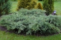 juniperus_greyowl2