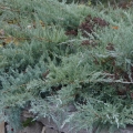 juniperus_greyowl3