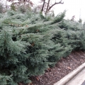 juniperus_greyowl4