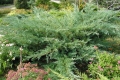 juniperus_hetz2