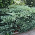 juniperus_hetz4