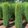 juniperus_hibernica