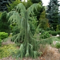 juniperus_horstmann29