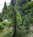 juniperus_horstmann3
