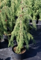 juniperus_horstmann6