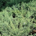 juniperus_hughes3