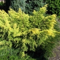 juniperus_king_of_spring