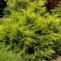 juniperus_kuriwaogold2