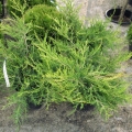 juniperus_kuriwaogold5