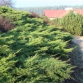 juniperus_pfitzeriana2