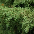 juniperus_pfitzeriana3