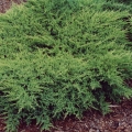 juniperus_pfitzeriana_compacta1