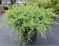 juniperus_pfitzeriana_compacta2