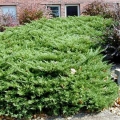 juniperus_pfitzeriana_compacta