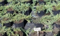 juniperus_prostrata4