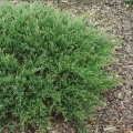 juniperus_prostrata7