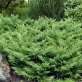 juniperus_rockerygem1