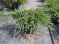 juniperus_rockerygem2